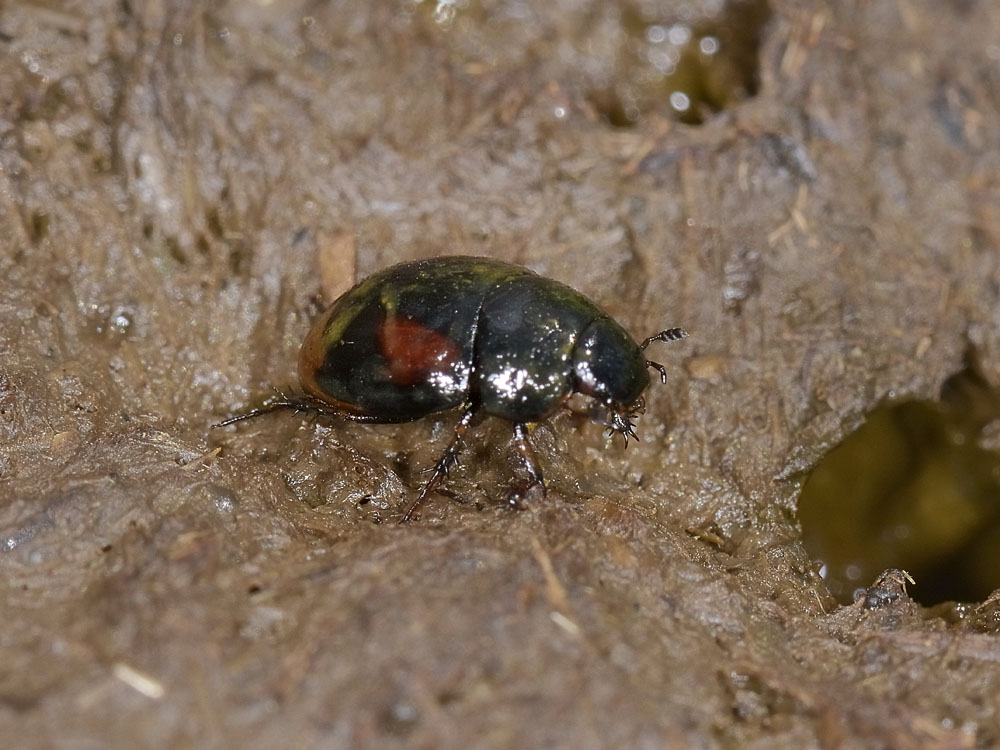 Sphaeridium scarabaeoides?